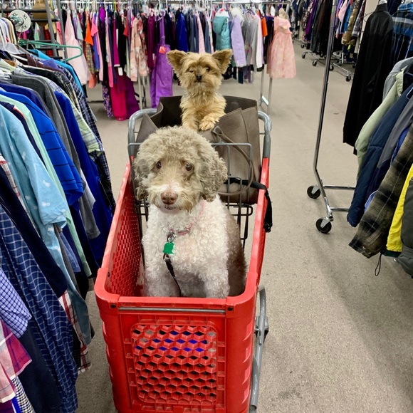 Meet your Posher, Sue - Picture 2 of 2